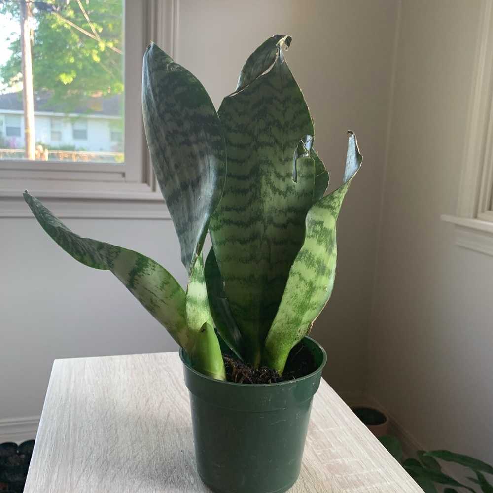 Snake Plant Start